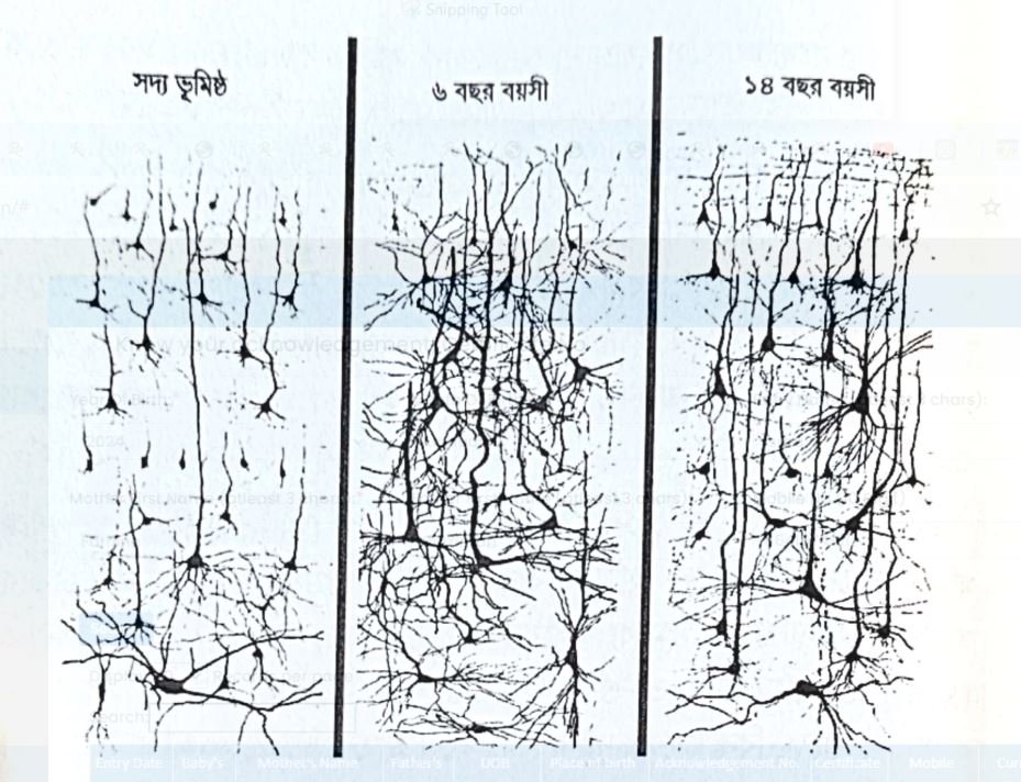 Baby Brain