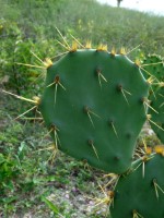 Opuntia dillenii