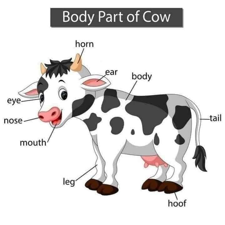 Body Parts of Cow Body Part of Animals English Vocabulary