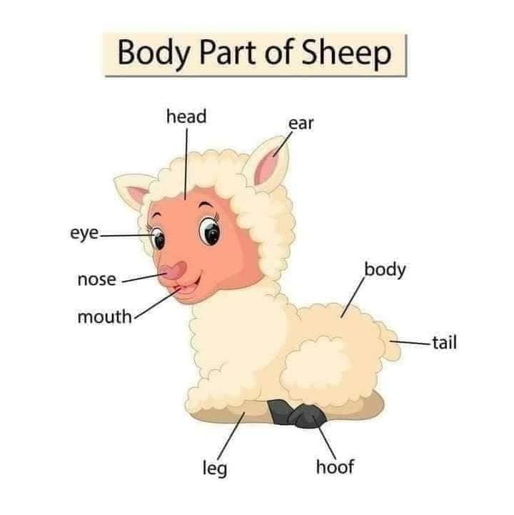 Body Parts of Sheep Body Part of Animals English Vocabulary