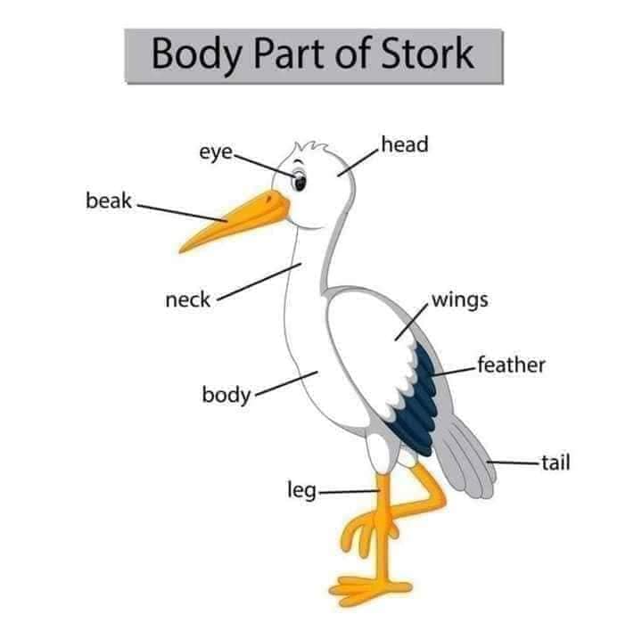 Body Parts of Stork Body Part of Animals English Vocabulary