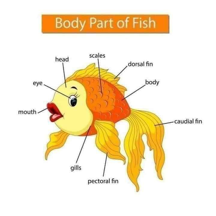 Body Parts of Fish Body Part of Animals English Vocabulary
