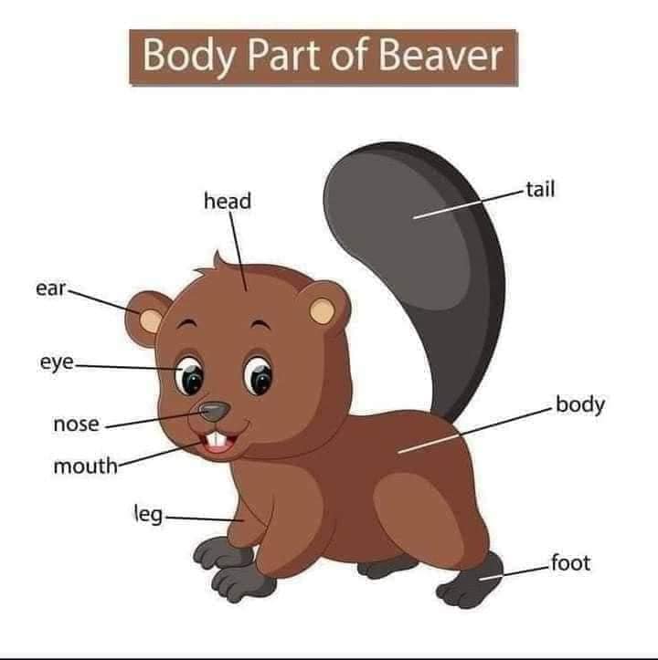 Body Parts of Beaver Body Part of Animals English Vocabulary