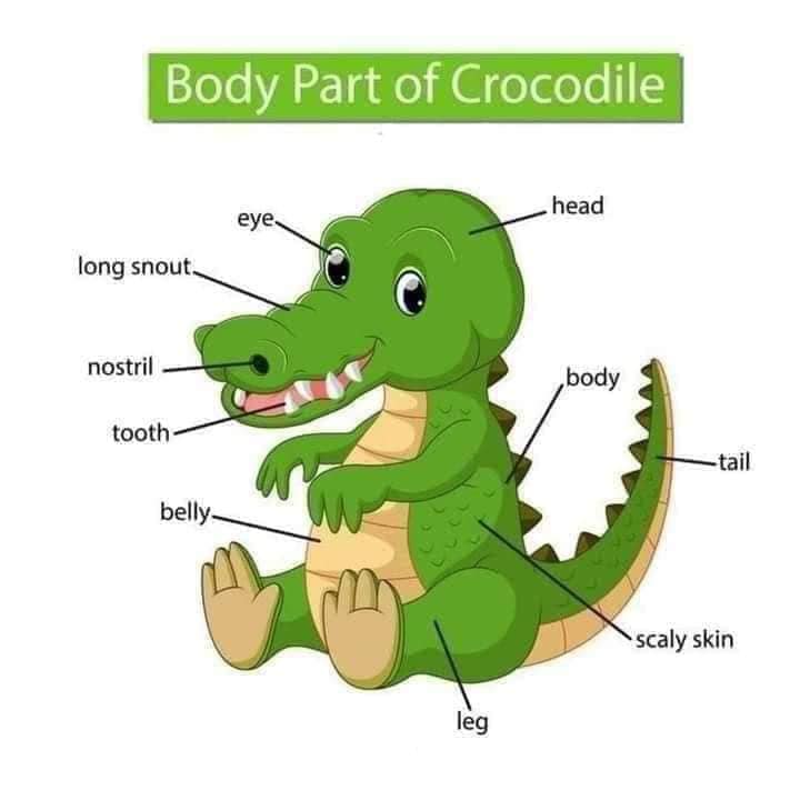 Body Parts of Crocodile Body Part of Animals English Vocabulary