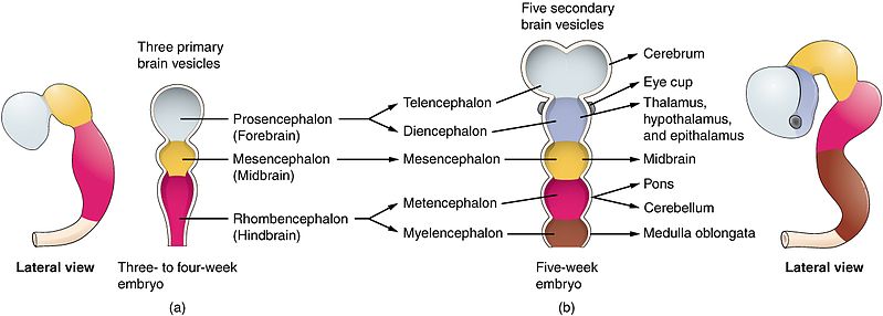 The five secondary brain vesicles and their derivatives.