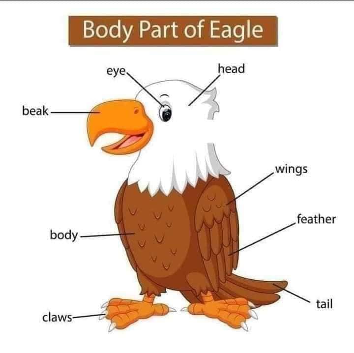 Body Parts of Eagle Body Part of Animals English Vocabulary