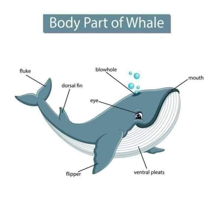 Body Parts of Whale Body Part of Animals English Vocabulary