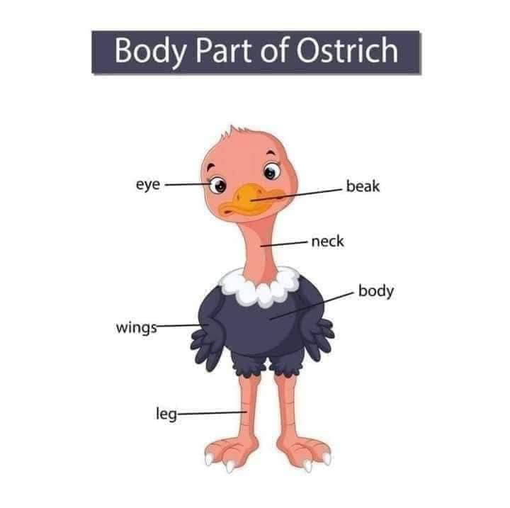 Body Parts of Ostrich Body Part of Animals English Vocabulary
