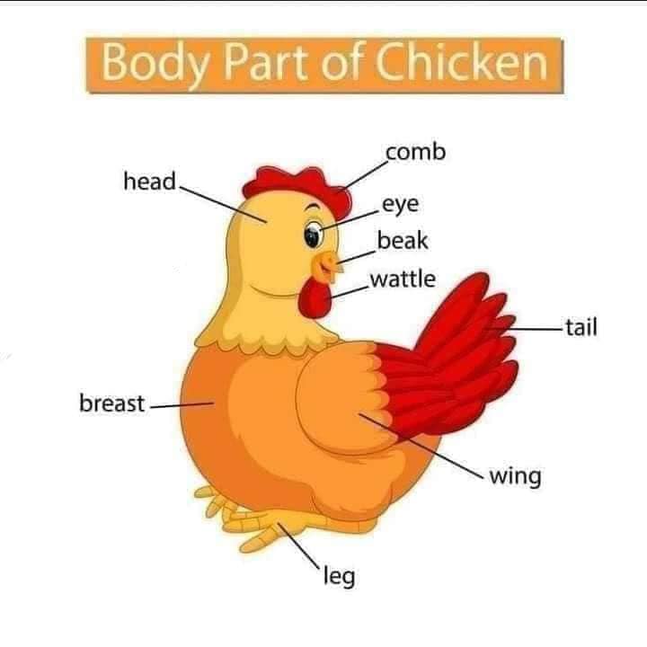 Body Parts of Chicken Body Part of Animals English Vocabulary