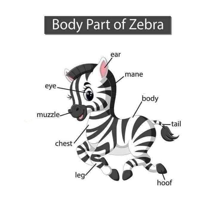 Body Parts of Zebra Body Part of Animals English Vocabulary