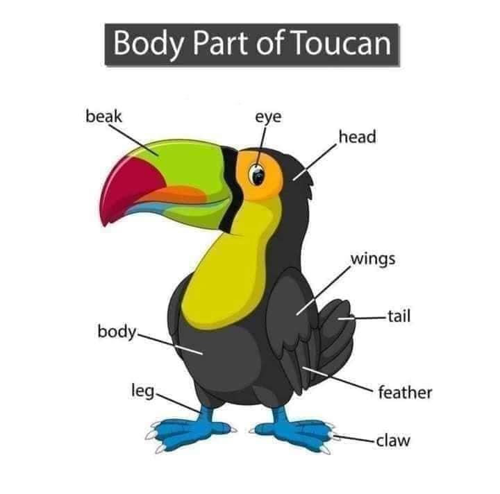 Body Parts of Toucan Body Part of Animals English Vocabulary