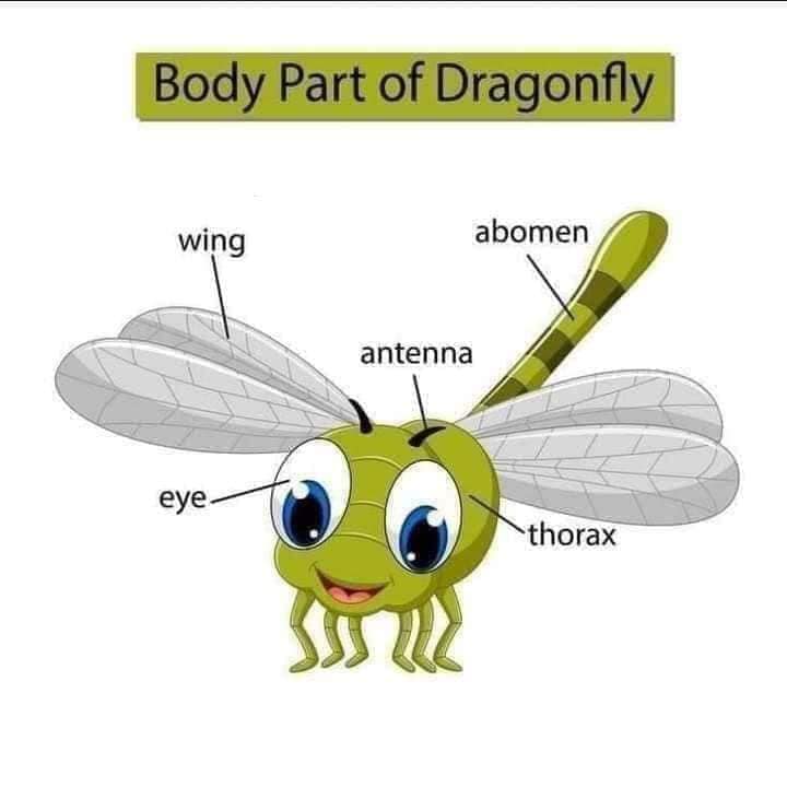 Body Parts of Dragonfly Body Part of Animals English Vocabulary