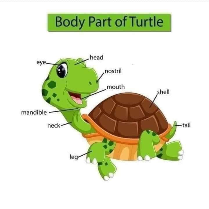 Body Parts of Turtle Body Part of Animals English Vocabulary
