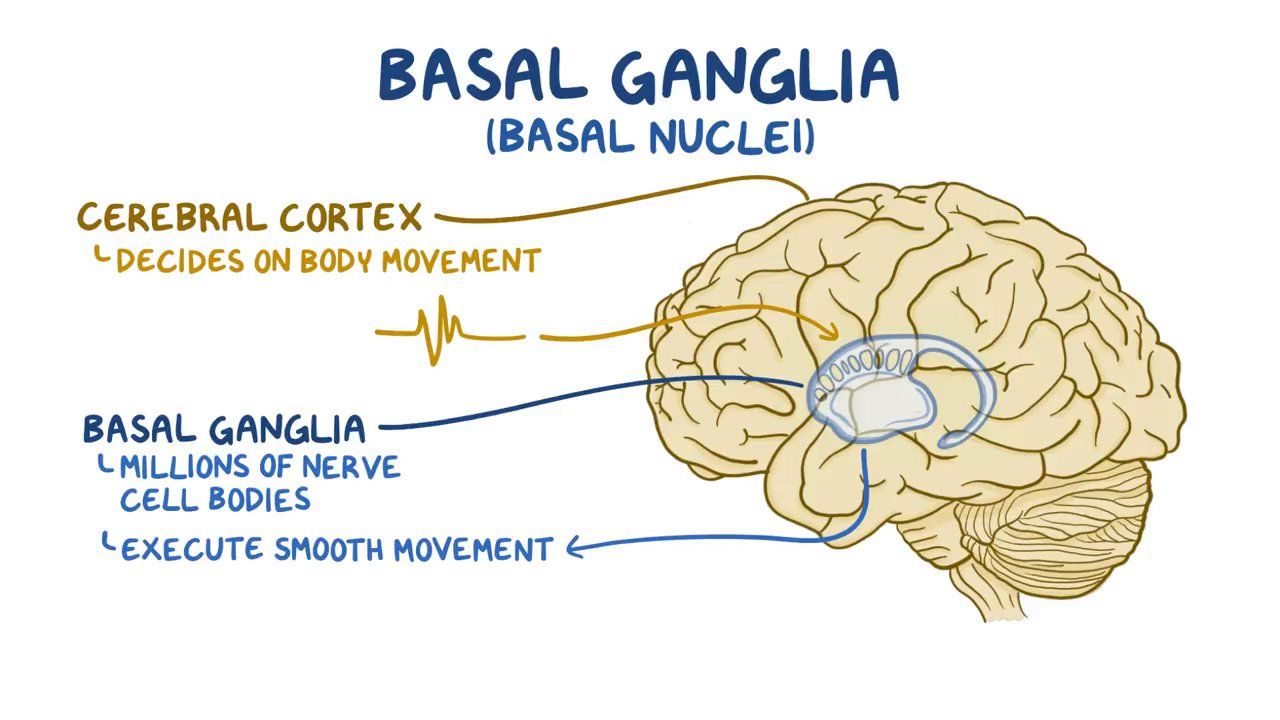 Basal Ganglia