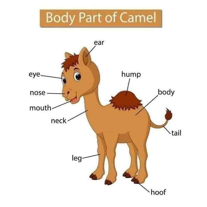 Body Parts of Camel Body Part of Animals English Vocabulary
